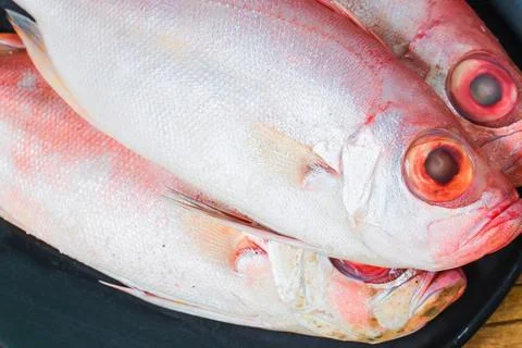 Freshly caught red snapper fish with vibrant red eyes Stock Photos