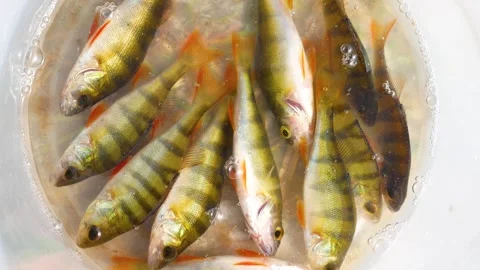 Freshly caught river fish splash in a bucket. Fishing. Stock Footage 276911066