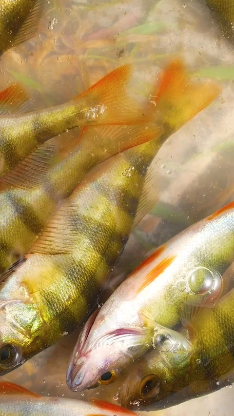 Freshly caught river fish splash in a bucket. Fishing. Stock Footage 312141377