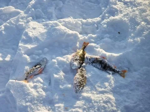Freshly Caught River Perch Lying on Thick White Snow in Siberia Stock Photos