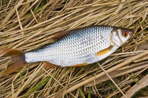 Freshly caught roach Stock Photos