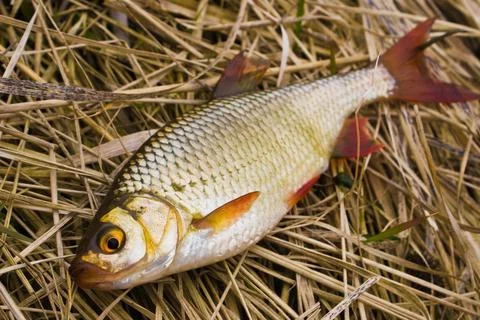 Freshly caught roach Stock Photos