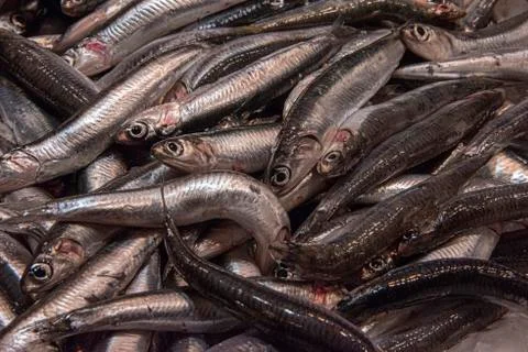 Freshly caught sardines Stock Photos