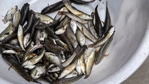 Freshly caught small fish (Pool Barb, Spotted Snakehead, Koi Carp) from pond. Stock Footage 320588117