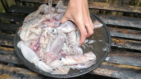 Freshly Caught Squid Being Washed and Cleaned 動画素材 290478929
