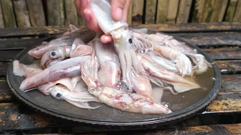 Freshly Caught Squid Being Washed and Cleaned 動画素材 290479064