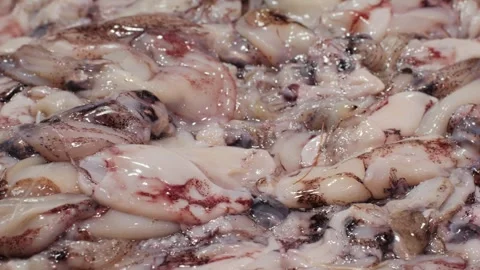 Freshly Caught Squid Is Now Ready and Available for Delicious Culinary Use in Stock Footage 280586612