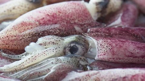 Freshly caught squids. Macro shot Stock Footage 326616018