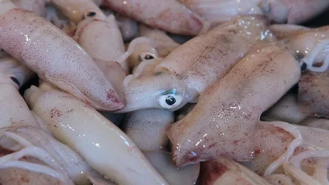 Freshly caught squids sold at the local Asian market Stock Footage 77536889