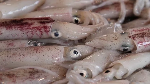 Freshly caught squids sold at the local Asian market Stock Footage 77548179