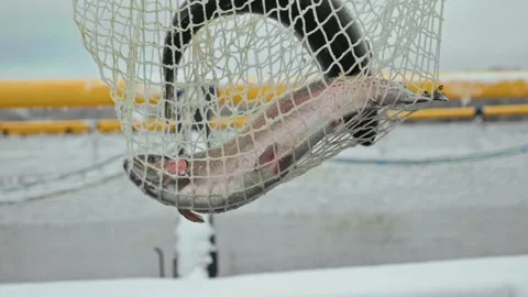 Freshly caught trout in the net close-up. Fish delicacy. Organic farming. Fish Stock Footage 265851945