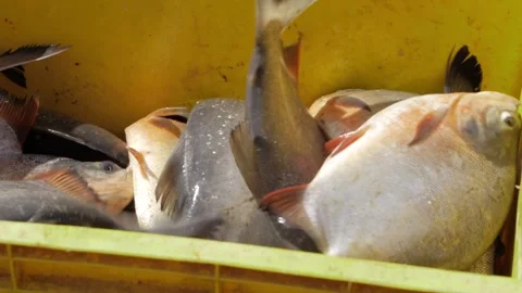 Freshly Caught - The Ultimate Guide to Authentic Indian Fishing Video stock 327570643