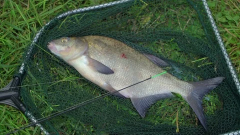 Freshly caught wild fish bream. Concept successful catch excitement and joy Stock Footage 78205614