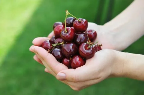 Freshly  cherries Stock Photos