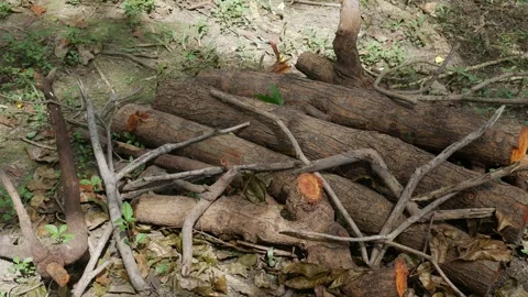 Freshly chopped logs trunks pile. Stock-Footage 312986954