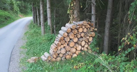 Freshly Chopped Pile Of Tree Logs Stock Footage 148983336