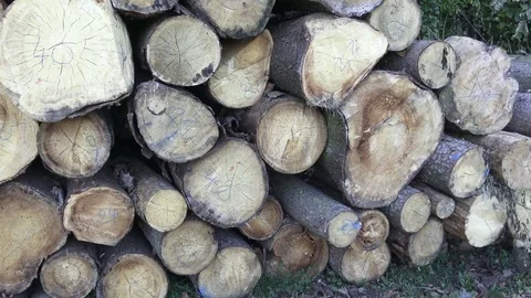 Freshly chopped tree logs stacked up on top of each other in a pile Stock Footage 80186150