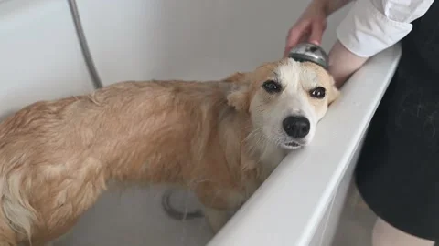 Freshly cleaned corgi with soft and fluffy fur, enjoying the refreshing feeling Stock Footage 305546494
