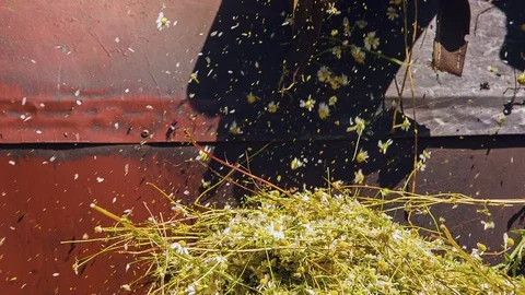 The freshly collected chamomile is poured into a container for further Stockbeeldmateriaal 93828316