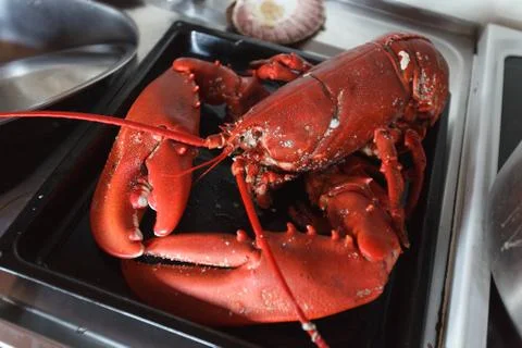 Freshly cooked lobster lying on baking tray Stock Photos