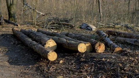 Freshly Cut Coniferous Forest Trees. Stock Footage 234727864