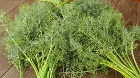 Freshly cut dill on the table. Stock Footage 328441172