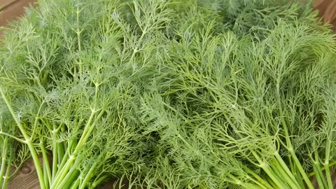 Freshly cut dill on the table. Stock Footage 328694427