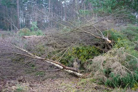Freshly cut down small trees in woodland Stock Photos