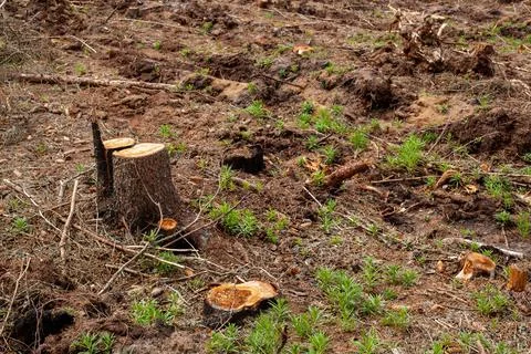 Freshly cut down tree stumps in a forest Stock Photos