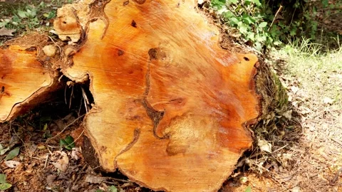 Freshly cut eucalyptus tree trunk Stock Footage 341385681