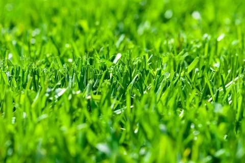 Freshly cut grass, macro low angle shot with selective focus Фото