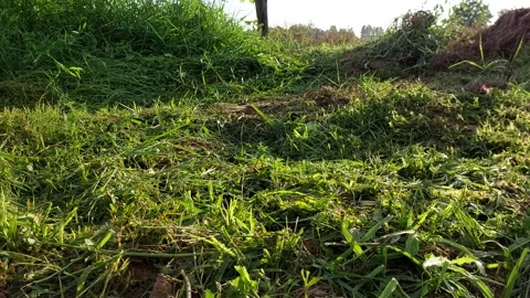 Freshly cut grass piled on the ground in the early morning Video stock 335566712