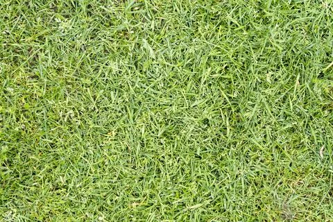 Freshly cut grass texture background Stock Photos