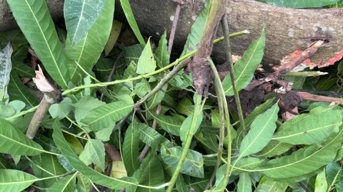 Freshly Cut Green Mango Tree Branches and Leaves on Ground. Stock Footage 330272258