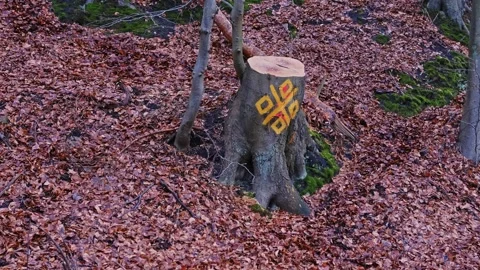 Freshly Cut Healthy Tree Marked with Symbol by Environmental Ecology Activist Stock Footage 268736803