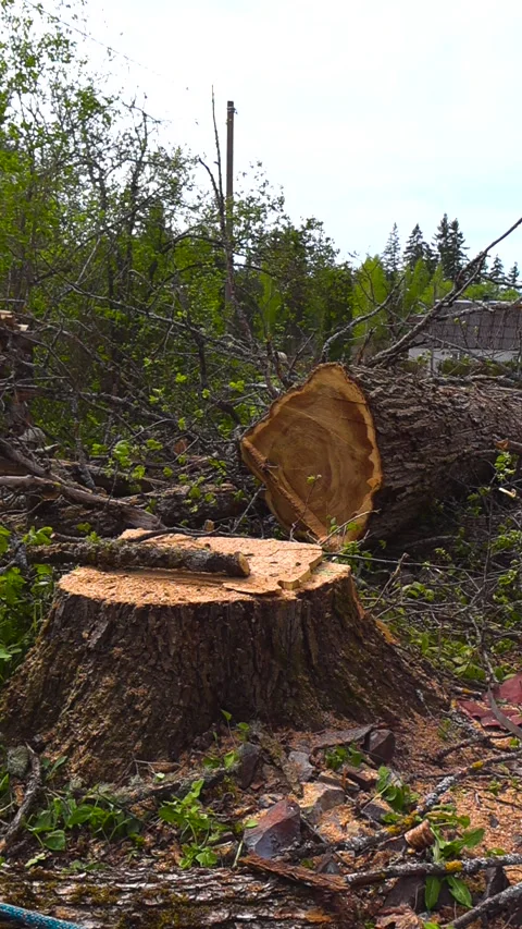 Freshly Cut Large Tree Stump Lying on the Ground with Sawdust and Branches Video stock 335634631