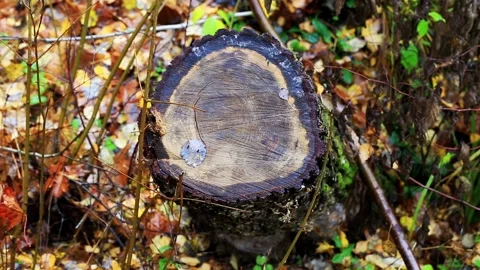 Freshly cut log end showcasing intricate tree ring pattern amidst fallen autumn Stock Footage 325697347