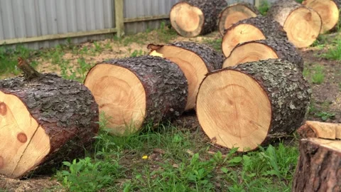 Freshly cut logs resting on grass in backyard Stock Footage 314829842