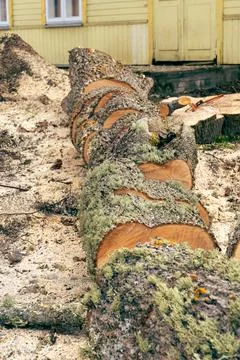 Freshly cut maple tree trunk sawn into log-length blocks. Stock Photos