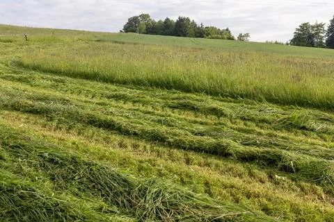 Freshly cut meadow with rows of drying grass on rolling countryside landscape Stock Photos