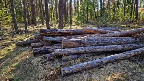 Freshly cut pine logs after sanitary felling of the forest Stock Photos