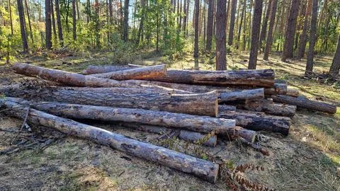 Freshly cut pine logs after sanitary felling of the forest Stock Photos