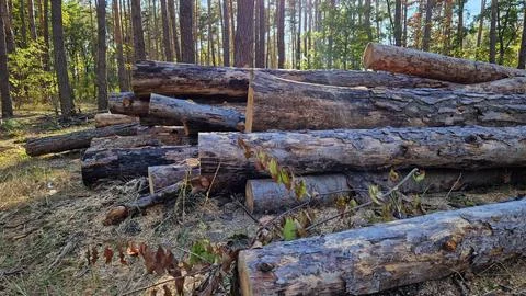 Freshly cut pine logs after sanitary felling of the forest Stock Photos