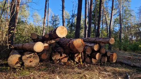 Freshly cut pine logs after sanitary felling of the forest Stock Photos