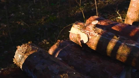Freshly Cut Pine Logs Stacked in a Sunny Spring Forest Stock-Footage 333295645