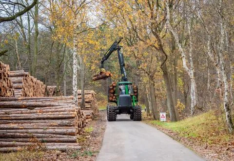 Freshly cut pine tree logs being stacked along the footpath in the sand dunes of Stock Photos