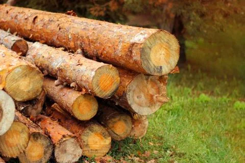 Freshly cut pine trees. construction of wood, harvesting Photos