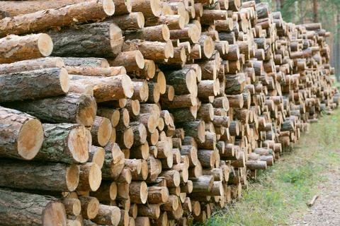 Freshly cut pine trees in the forest stacked in a heap. Stock Photos