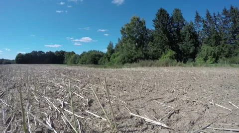 Freshly cut rapeseed field, time lapse 4K Stock Footage 59067641