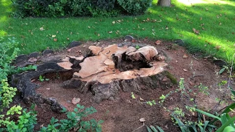 Freshly Cut Rotten Tree Stump with Wood Decay Fungi Damage in Garden Stock Footage 342796171